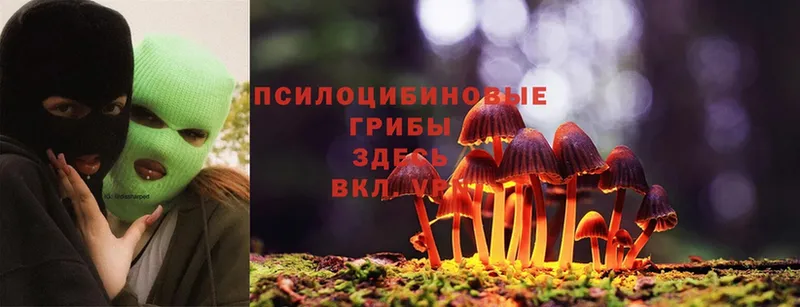 Псилоцибиновые грибы Psilocybe  Апатиты 